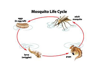 World Mosquito Day – August 20